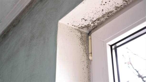 Best Commercial Mold Removal  in Douglas, GA