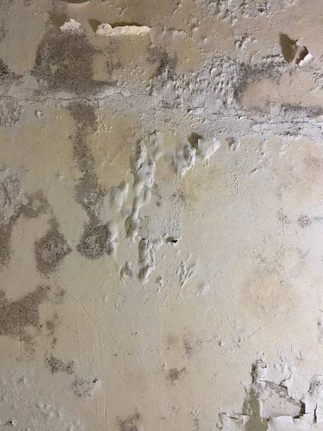 Best Professional Mold Removal  in Douglas, GA